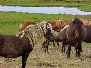 Beautiful Icelandic horses