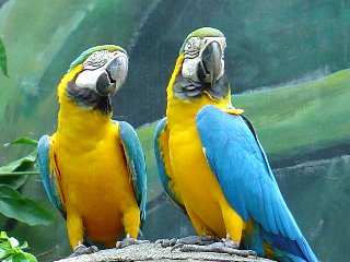 Parrots