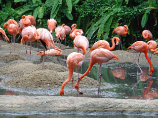 Flamingos